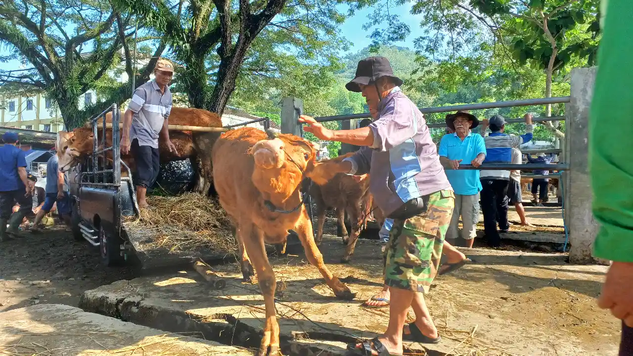 Hewan Kurban Trenggalek