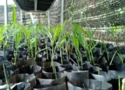 Cara Menanam Jahe di Pot atau Polybag, Cocok untuk Pemula