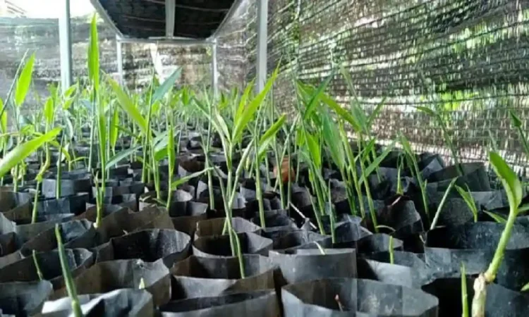 Cara Menanam Jahe di Pot atau Polybag, Cocok untuk Pemula