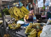 Harga Pisang Raja di Trenggalek Naik Dua Kali Lipat Jelang 1 Suro