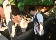 Sapi Warga Pogalan Jadi Hewan Kurban Presiden Prabowo di Trenggalek