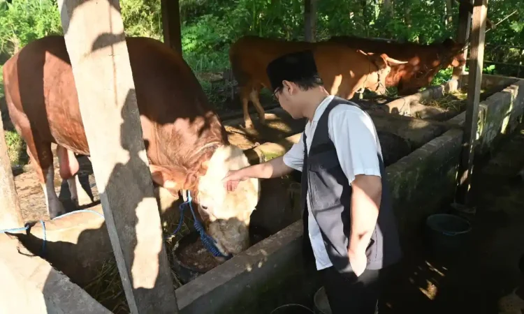 Sapi Warga Pogalan Jadi Hewan Kurban Presiden Prabowo di Trenggalek