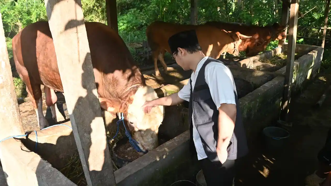 Sapi Kurban Presiden Prabowo Subianto