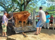 Pengusaha Ternak di Trenggalek Raup Untung Jelang Idul Adha
