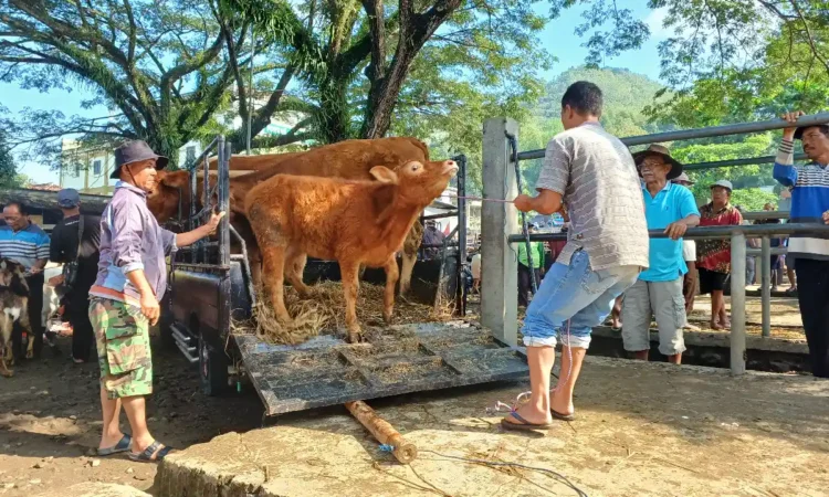 Pengusaha Ternak di Trenggalek Raup Untung Jelang Idul Adha