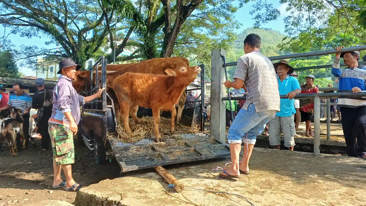 Hewan Ternak Trenggalek