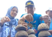 Pemkab Trenggalek Tanam Ribuan Terumbu Karang Lewat MUFON 2025