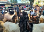 Stok Vaksin di Trenggalek Bisa Cukupi 50 ribu Hewan Ternak