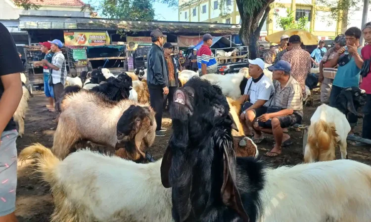 Stok Vaksin di Trenggalek Bisa Cukupi 50 ribu Hewan Ternak