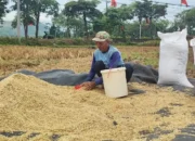 Petani di Trenggalek Mulai Panen Padi, Hasil Menurun Akibat Serangan Hama