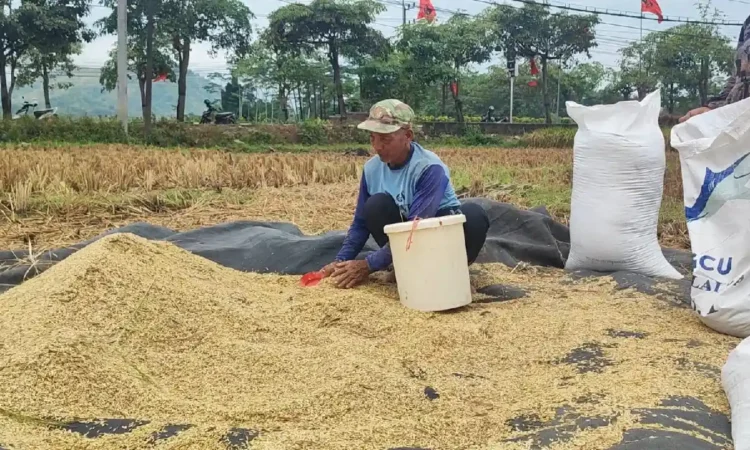 Petani di Trenggalek Mulai Panen Padi, Hasil Menurun Akibat Serangan Hama
