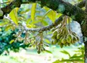 Cuaca Kemarau Ancam Produksi Buah Tahunan di Trenggalek