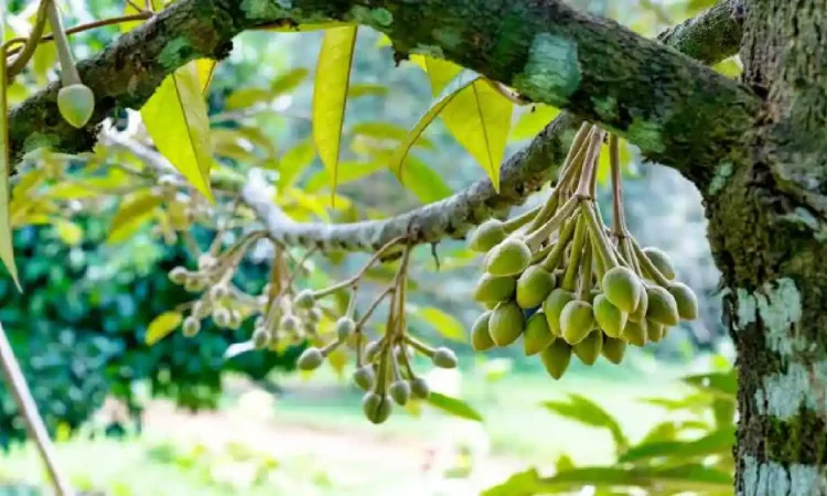 Cuaca Kemarau Ancam Produksi Buah Tahunan di Trenggalek