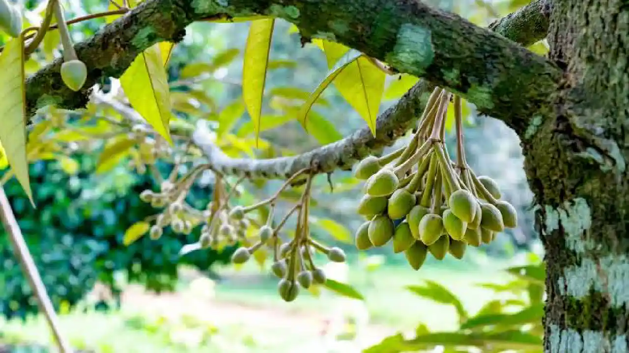 Tanaman hortikultura Trenggalek