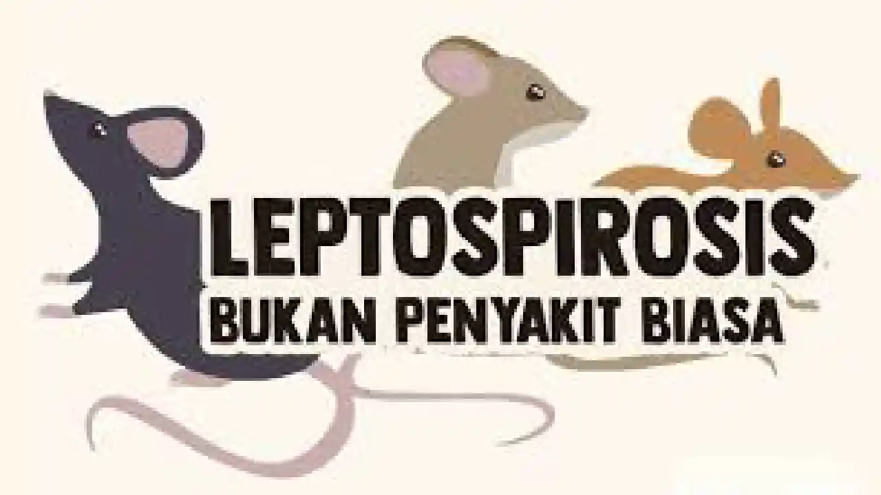 Penyakit Leptospirosis Trenggalek