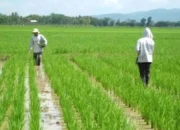 Petani Trenggalek Sumringah, Bulog Serap Gabah di Harga Rp 6.500 per Kilogram