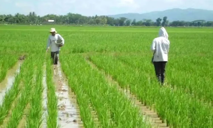 Petani Trenggalek Sumringah, Bulog Serap Gabah di Harga Rp 6.500 per Kilogram