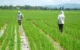 Petani Trenggalek