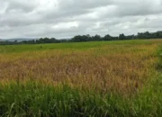 Petani Trenggalek Diminta Waspada Serangan Wereng Punggung Putih