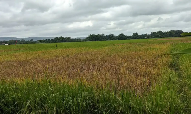Hama Wereng Serang Lahan Pertanian di Trenggalek, Dispertapan Imbau Petani Waspada