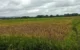 Sawah Trenggalek