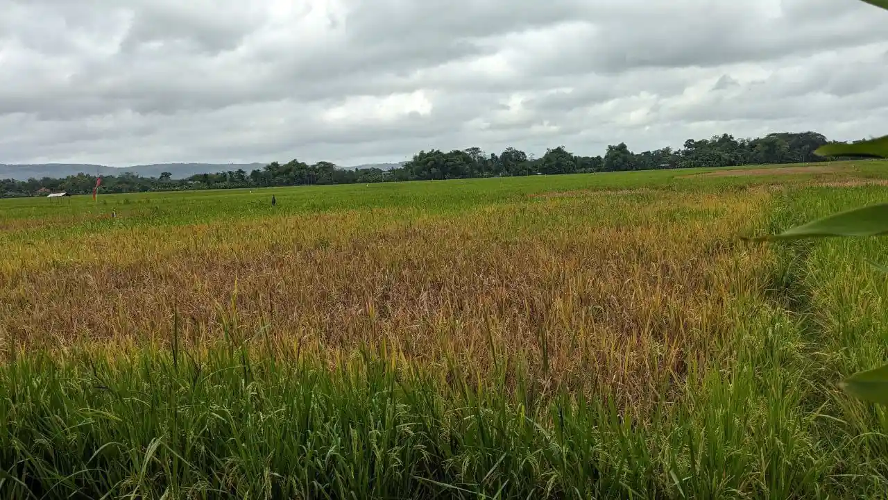 Sawah Trenggalek