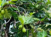 Buah Sukun Pangan Alternatif Kaya Manfaat yang Hampir Punah