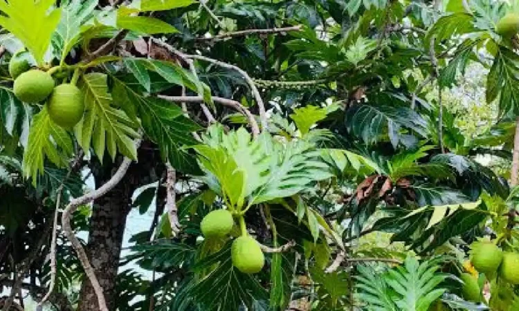 Buah Sukun Pangan Alternatif Kaya Manfaat yang Hampir Punah