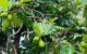 Buah Sukun