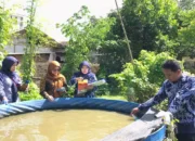 Kemarau Basah Jadi Berkah Pelaku Budidaya Ikan di Trenggalek