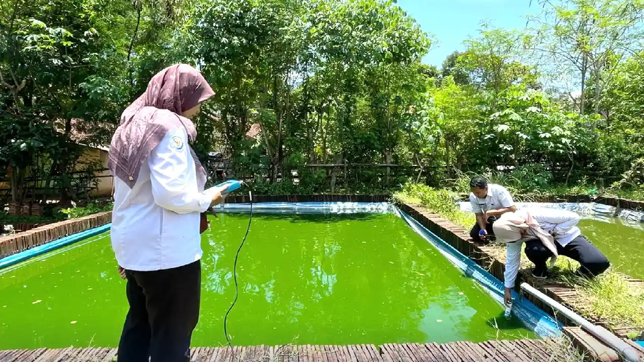 Budidaya Lele di Trenggalek