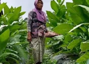 Trenggalek Dapat Cukai Tembakau Rp 32,82 miliar, DBHCHT Baru Terserap 31 Persen