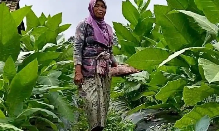 Trenggalek Dapat Cukai Tembakau Rp 32,82 miliar, DBHCHT Baru Terserap 31 Persen