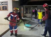 Geger Ular King Kobra 2,5 Meter Masuk Rumah Warga Kampak Trenggalek