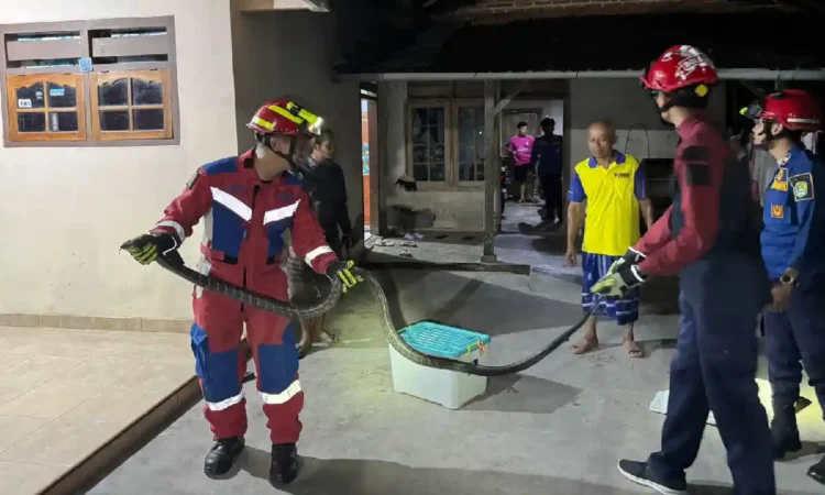 Geger Ular King Kobra 2,5 Meter Masuk Rumah Warga Kampak Trenggalek