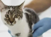 Cara Mengobati Kucing Keracunan Obat Tikus