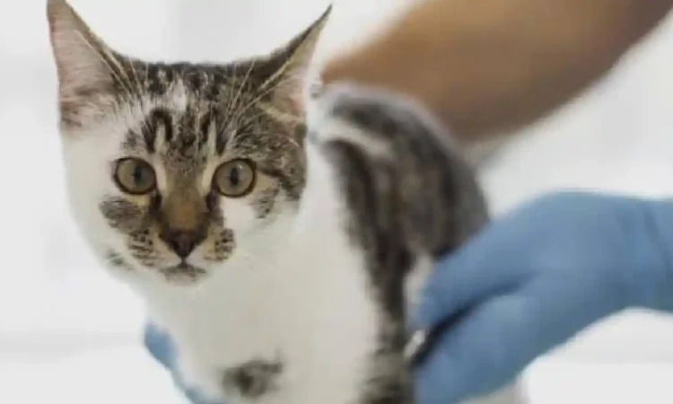 Cara Mengobati Kucing Keracunan Obat Tikus