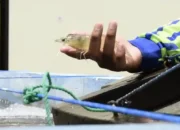 Produksi Udang, Kerapu dan Lobster di Trenggalek Terus Meningkat