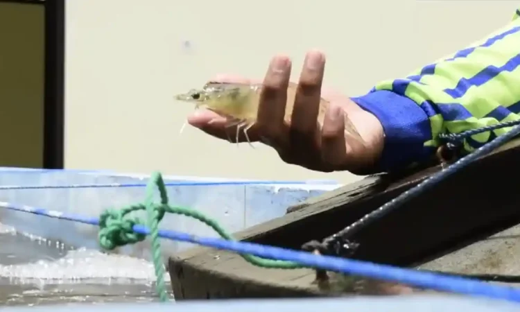 Produksi Udang, Kerapu dan Lobster di Trenggalek Terus Meningkat