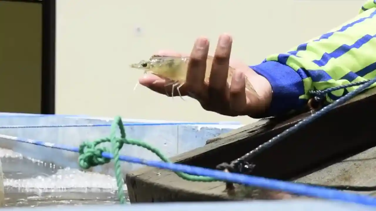Produksi Udang Trenggalek