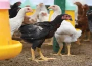 Produksi Telur Ayam Trenggalek 2025 Tembus 1.981 Ton, Naik Dibanding Tahun Lalu