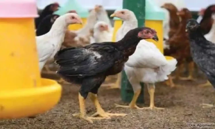 Produksi Telur Ayam Trenggalek 2025 Tembus 1.981 Ton, Naik Dibanding Tahun Lalu