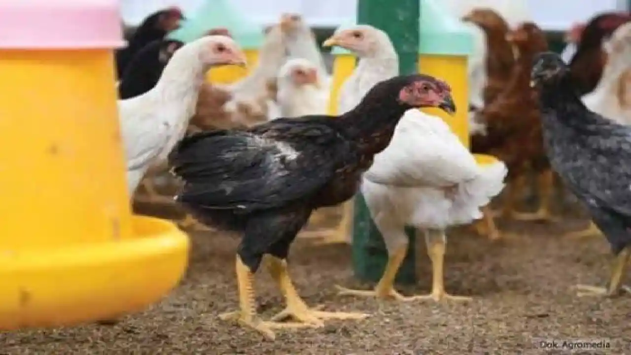 Telur ayam Trenggalek