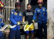 Warga Trenggalek Digegerkan Ular Piton 3,5 meter Masuk Kandang Ayam