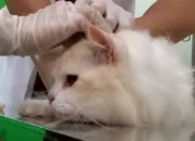 Trenggalek Gelar Pekan Vaksinasi Rabies Gratis, Sediakan 75 Dosis