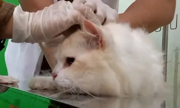 Trenggalek Gelar Pekan Vaksinasi Rabies Gratis, Sediakan 75 Dosis