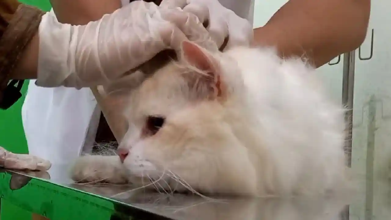 Vaksin Rabies Trenggalek