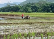 Kabar Baik untuk Petani Trenggalek, Harga Pupuk Subsidi Turun 20 Persen
