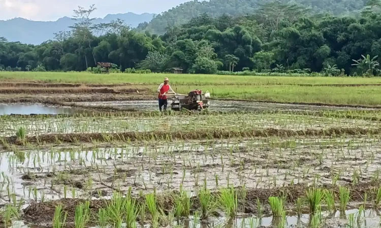 Kabar Baik untuk Petani Trenggalek, Harga Pupuk Subsidi Turun 20 Persen