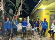 Warga Trenggalek Diminta Waspada, Kemunculan Ular Liar Meningkat di Musim Hujan